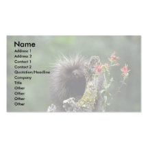Porcupine-summer-youngster Business Card