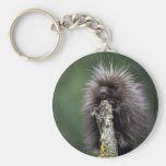 Porcupine-summer-youngster Key Chains