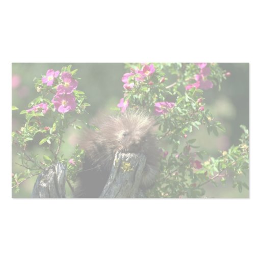 Porcupine-youngster in wild rose business card template (back side)