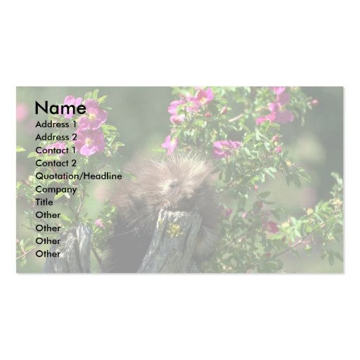 Porcupine-youngster in wild rose business card template (front side)