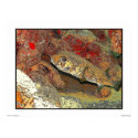 Porcupinefish on red coral posters