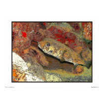 Porcupinefish on red coral posters by ceberhardt Porcupinefish on red coral posters