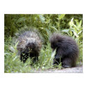 porcupines posters