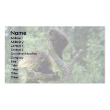 Porcupines-summer-mom with youngsters business card