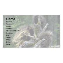 Porcupines-summer-mom with youngsters business card