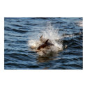 Porpoises Poster posters by Gilliand_Photo Porpoises Poster posters