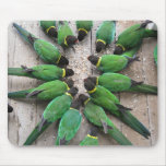 Port Lincoln Parrots Australia Mouse Pad