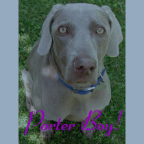 porter, Porter Boy! t-shirts by MVAMVA porter, Porter Boy! t-shirts