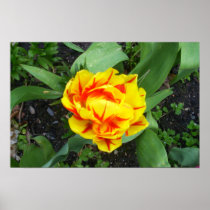 Portmeirion Tulip poster posters