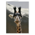 Portrait of a Baby Giraffe cards