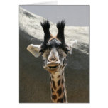 Portrait of a Baby Giraffe Greeting Cards