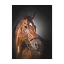 Portrait of a bay thoroughbred postcards