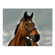 Portrait of a bay thoroughbred postcard