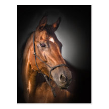 Portrait of a bay thoroughbred postcards