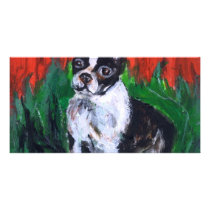 Portrait of a Boston Terrier photo cards