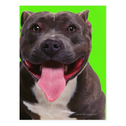 portrait of a bulldog postcard