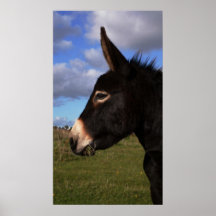 Portrait of a Donkey Posters