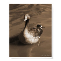 Portrait of a Greylag Print by Nature_Buff Portrait of a Greylag Print