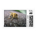 Portrait of a Honey Bee postage