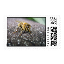Portrait of a Honey Bee Postage Stamps