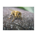 Portrait of a Honey Bee postcards