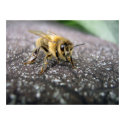 Portrait of a Honey Bee posters