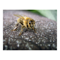 Portrait of a Honey Bee posters