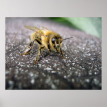 Portrait of a Honey Bee Print