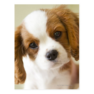 King Charles Spaniel Gifts on Zazzle