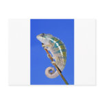 portrait of a male panther chameleon postcard