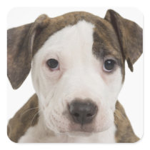 Portrait of a pitbull puppy sticker