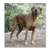 Portrait of a Rhodesian Ridgeback posters