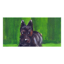 Portrait of a Scottish Terrier photo cards