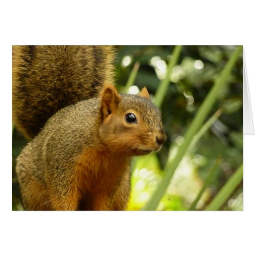 Portrait of a Squirrel Card
