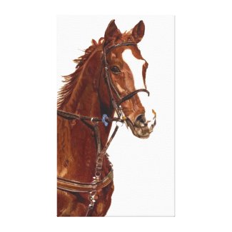 Portrait of a Thoroughbred Stretched Canvas Print