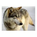 Portrait of A Wolf posters by Tberling Portrait of A Wolf posters