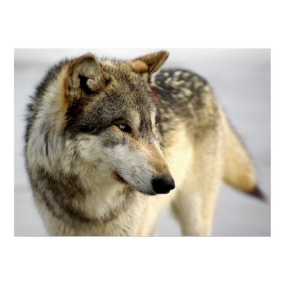 Portrait of A Wolf Posters by Tberling