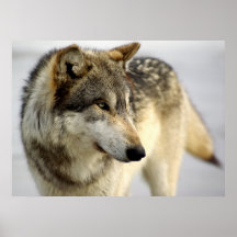 Portrait of A Wolf Posters