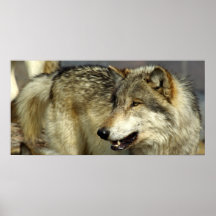 Portrait of A Wolf Posters
