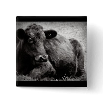Portrait of an Angus Buttons
