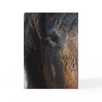 Portrait of an Horse cards
