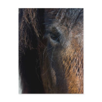 Portrait of an Horse postcards