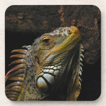 Portrait of an Iguana Coaster