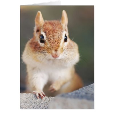 Chipmunk Full Cheeks