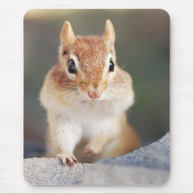 portrait of chipmunk with full cheeks mouse pad