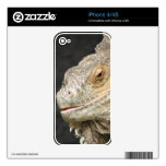 iguana, animal, relax, eye, dry, reptile, lizard,