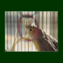 Portrait of Molly through Ring postcards