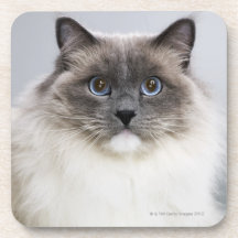 Portrait of Ragdoll cat Coaster