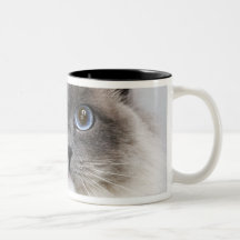 Portrait of Ragdoll cat Coffee Mugs