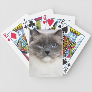 Portrait of Ragdoll cat Deck Of Cards